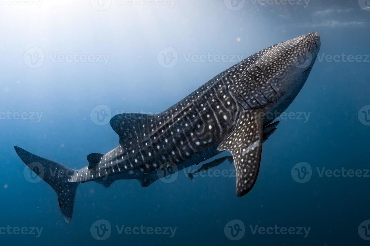 Whale Shark coming to you underwater close up portrait photo