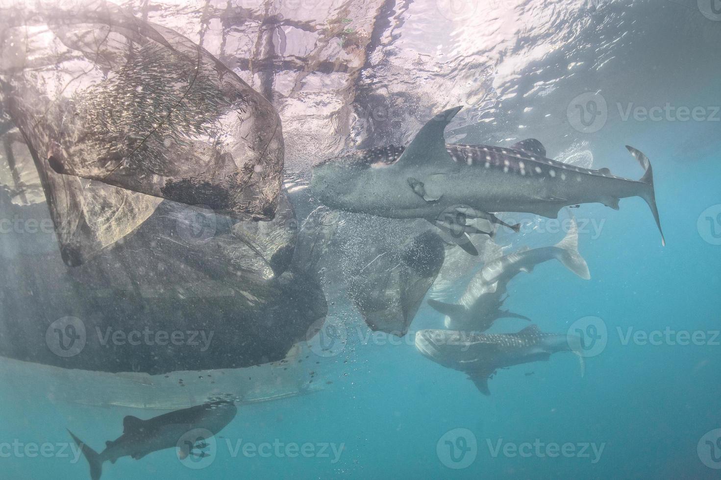 Whale Shark under fishermen platform in Papua Indonesia photo