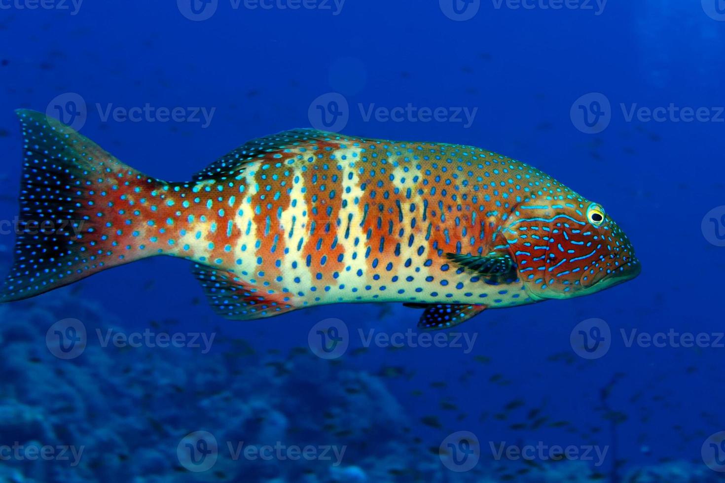 An isolated colorful grouper in the blue background photo