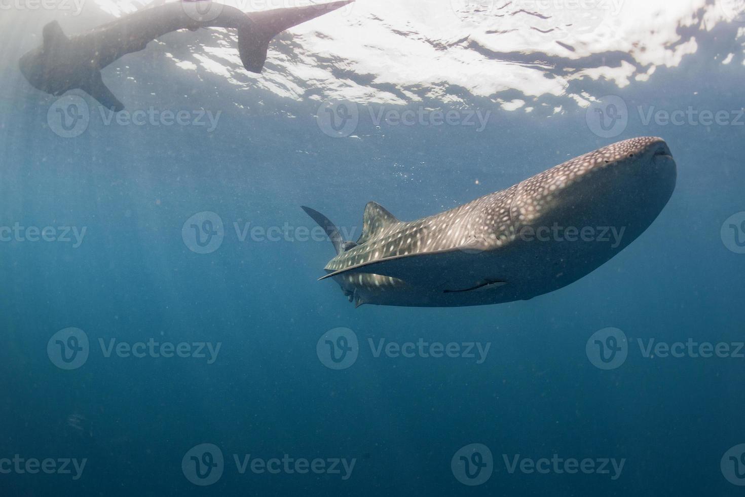 Whale Shark coming to you underwater close up portrait photo