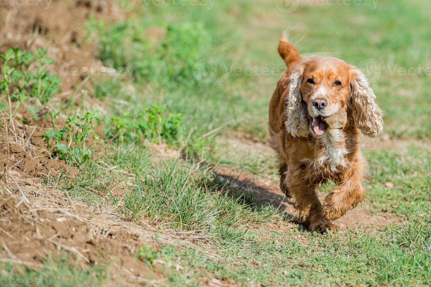 Perro feliz cocker spaniel inglés mientras corre hacia ti foto