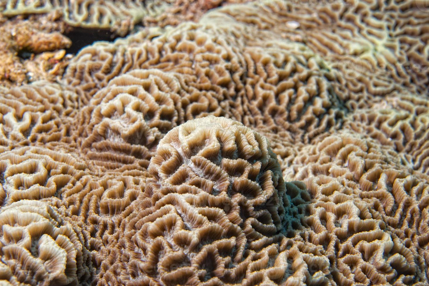 Hard coral macro detail while diving in Indonesia photo