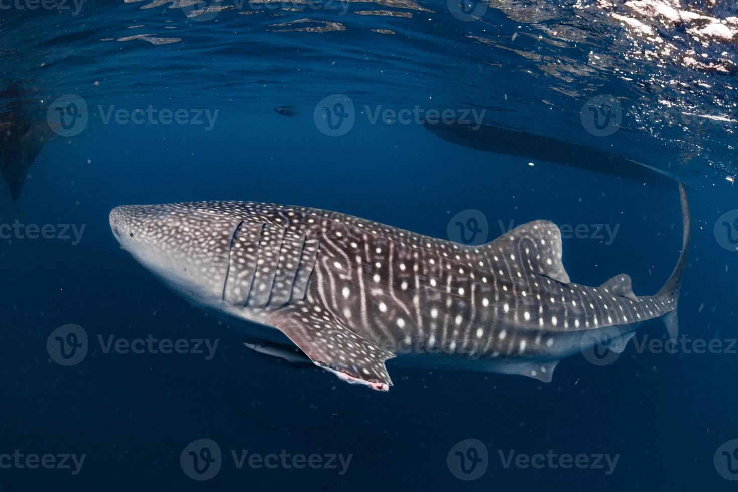 Whale Shark coming to you underwater close up portrait photo