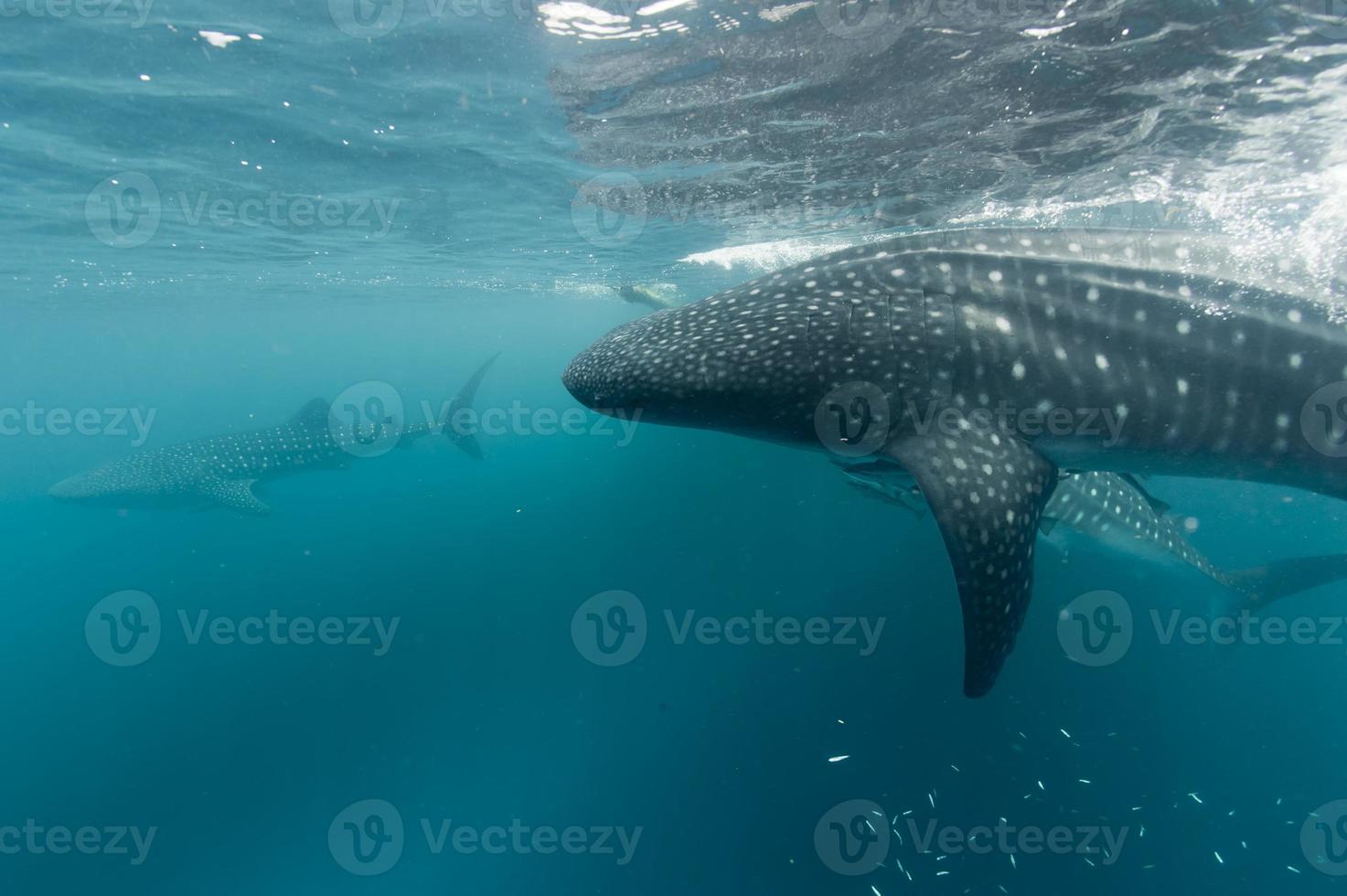 retrato de tiburón ballena bajo el agua en papua foto