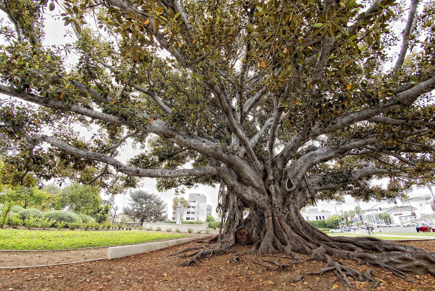 árbol gigante cerca de beverly hills en los angeles foto