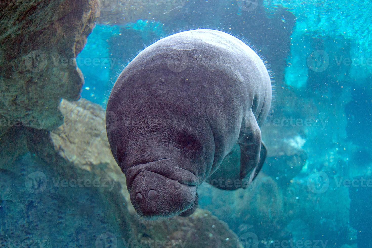 retrato de primer plano de manatí bebé recién nacido foto