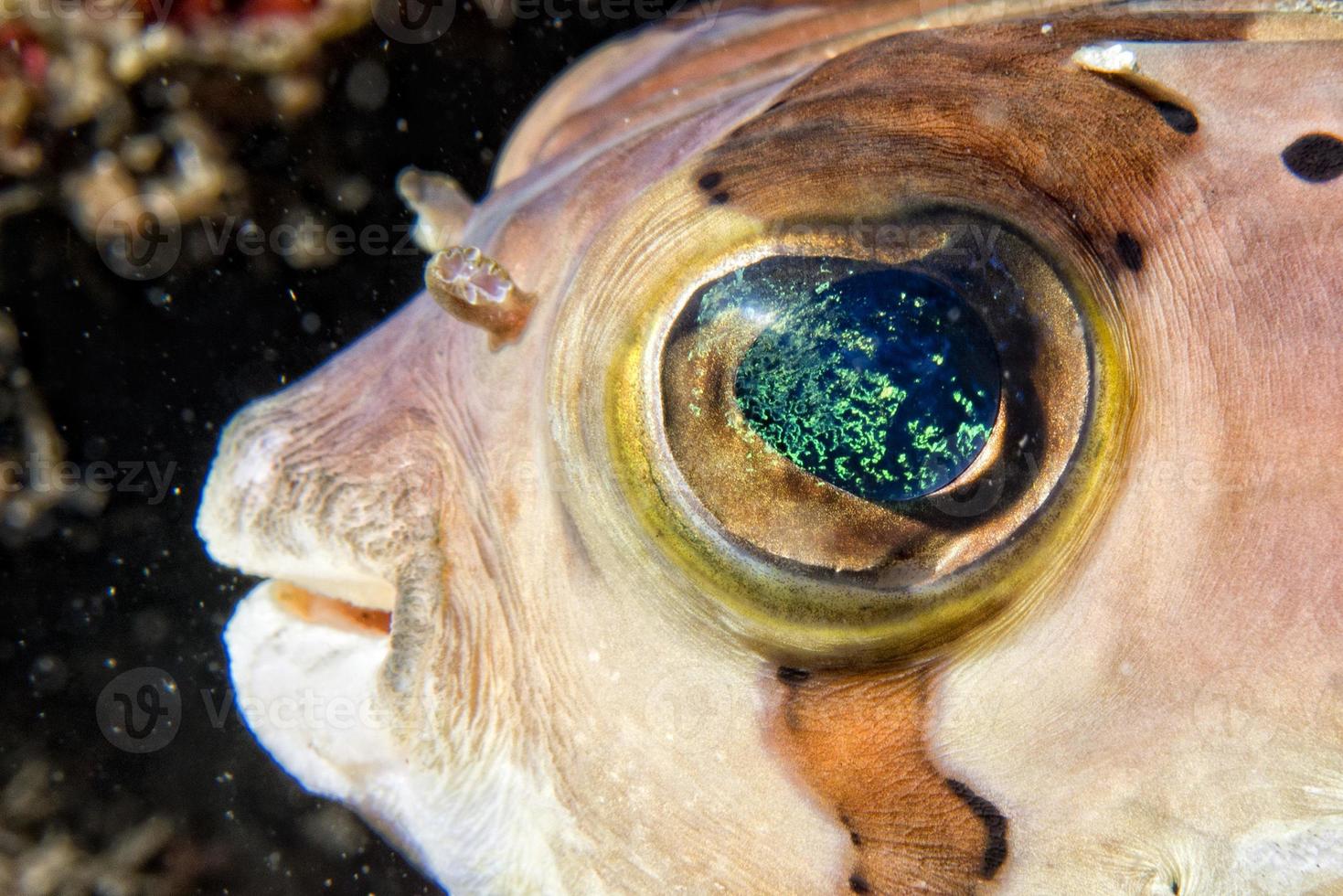 Box puffer Fish portrait in siladen photo