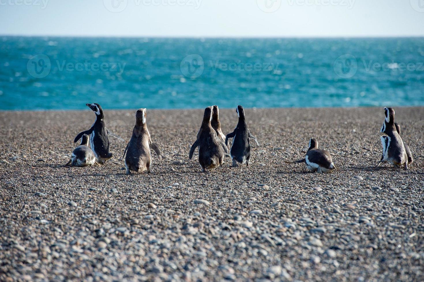 Patagonia penguin close up portrait photo