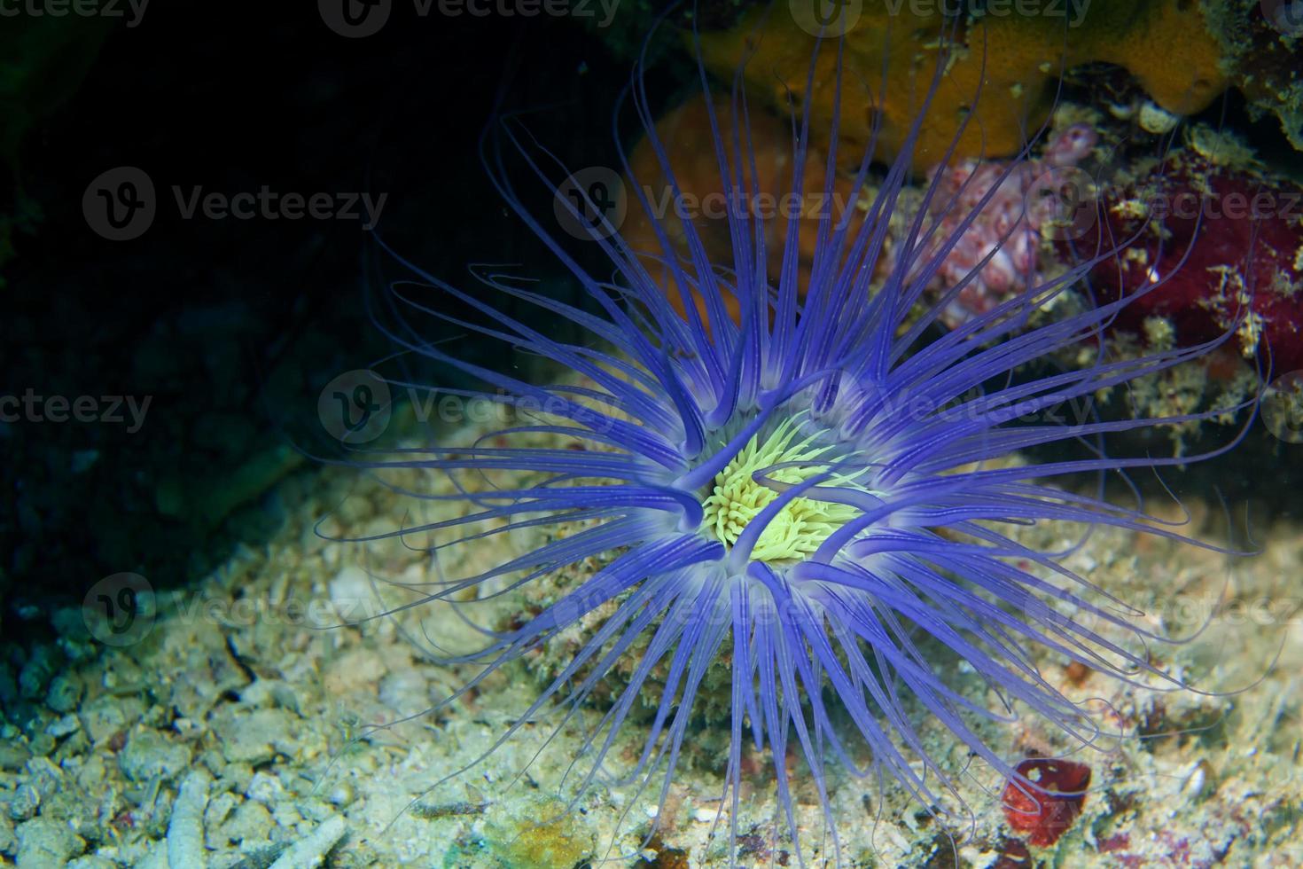 A sea worm looks like an underwater flower in Sipadan, Borneo, Malaysia photo