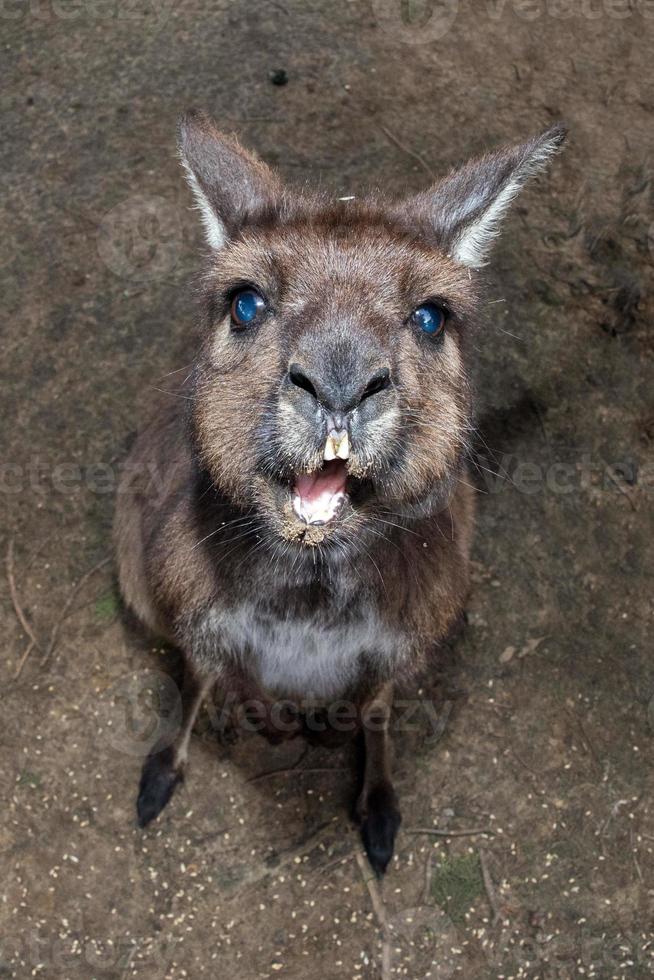 Puzzled kangaroo portrait close up portrait photo