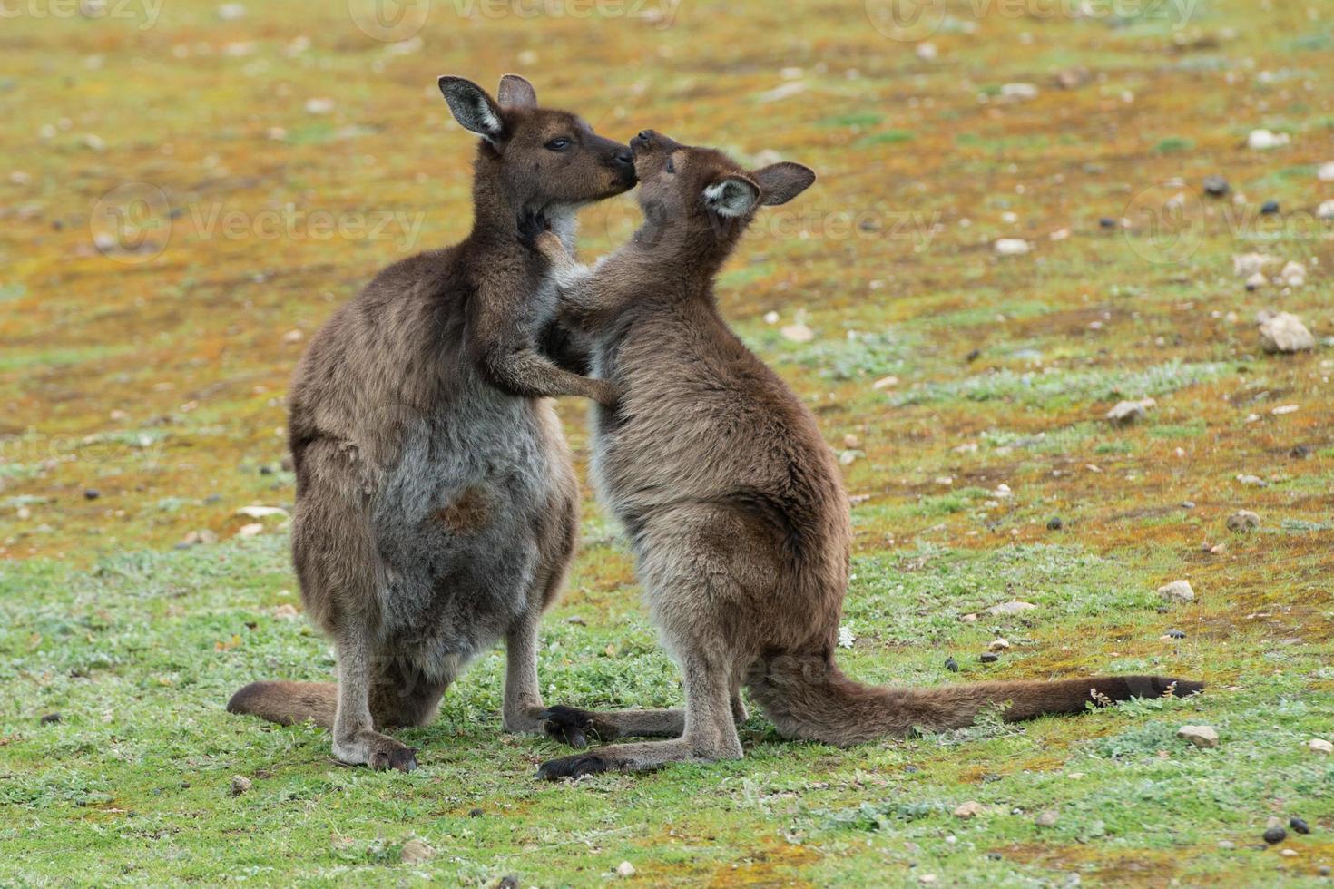Mother Kangaroo while kissing its baby photo