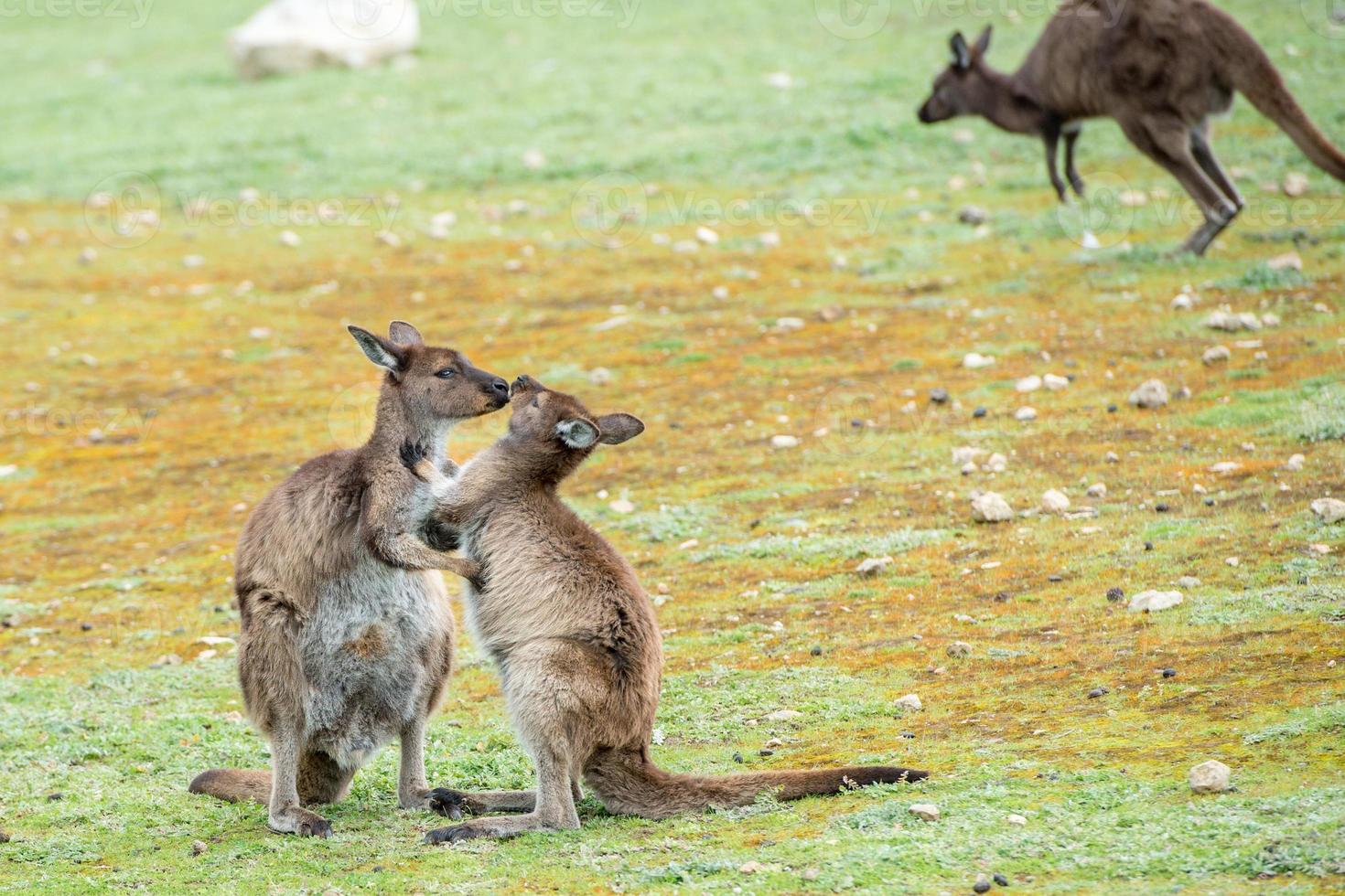 Kangaroo mother while kissing newborn son photo