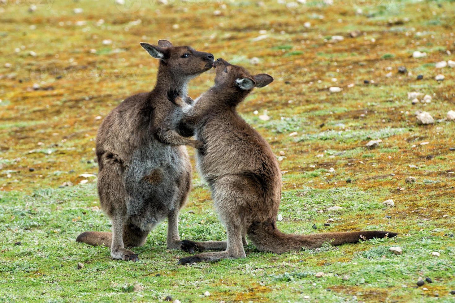 Kangaroos mother while kissing its and son portrait photo