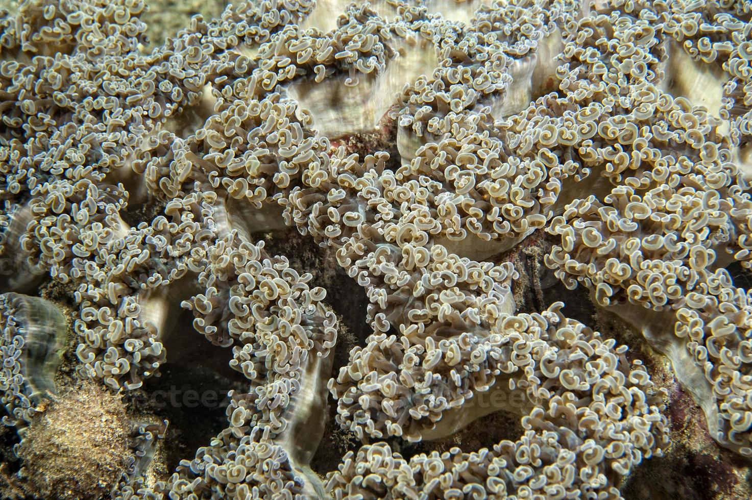 macro detalle de coral duro mientras se bucea en indonesia foto
