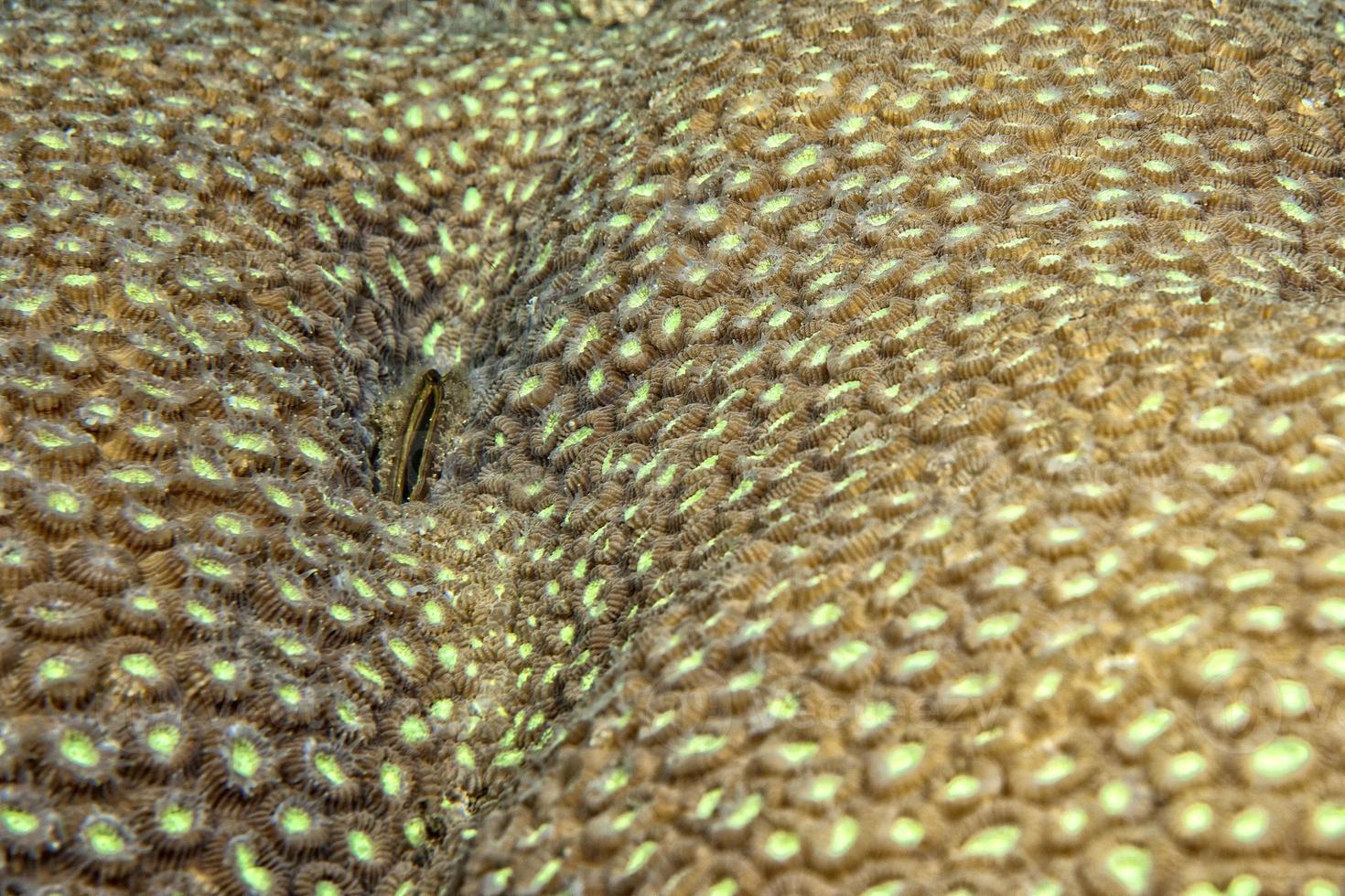 macro detalle de coral duro mientras se bucea en indonesia foto