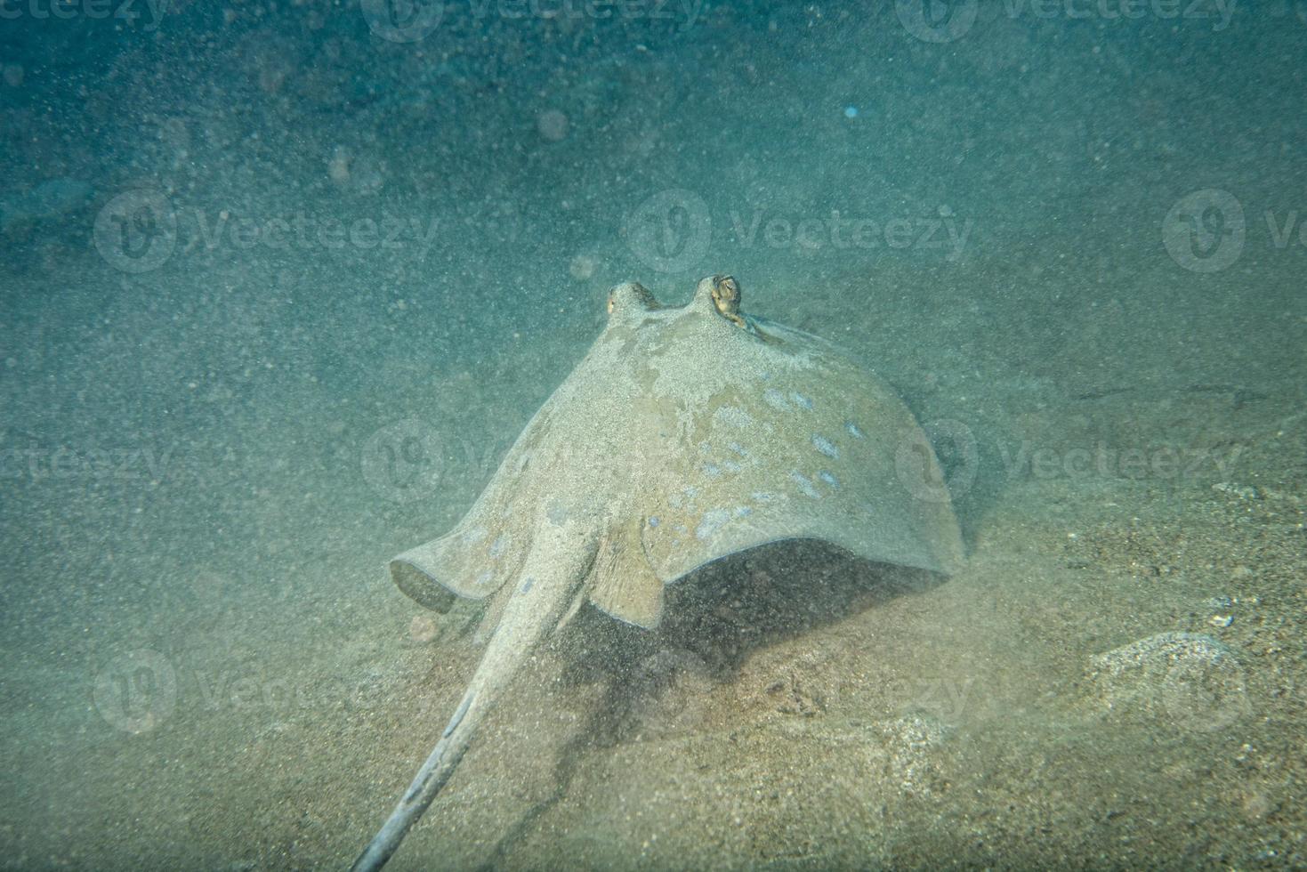 Blue Spotted ray close up eyes detail in Sipadan, Borneo, Malaysia photo