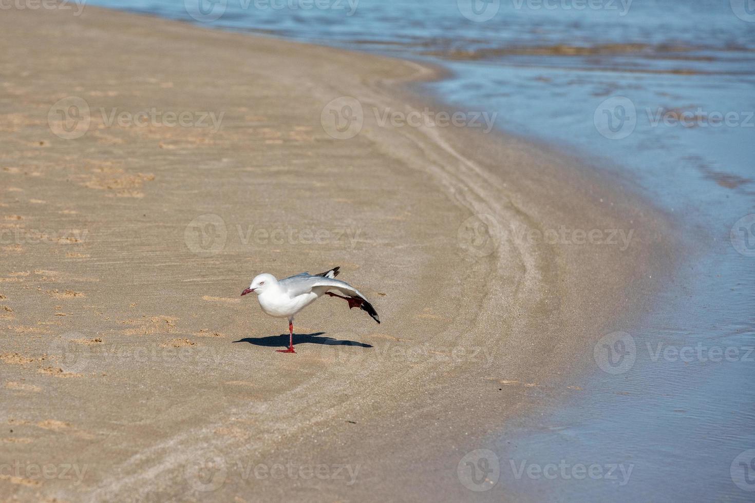 gaviota en la playa de la bahía de tiburones foto