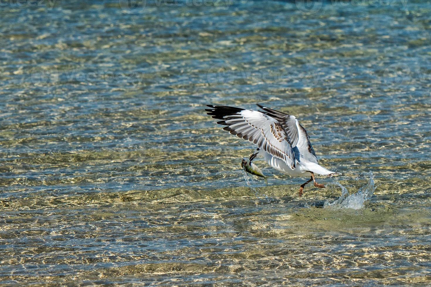 Seagull catching fish on crystal water photo