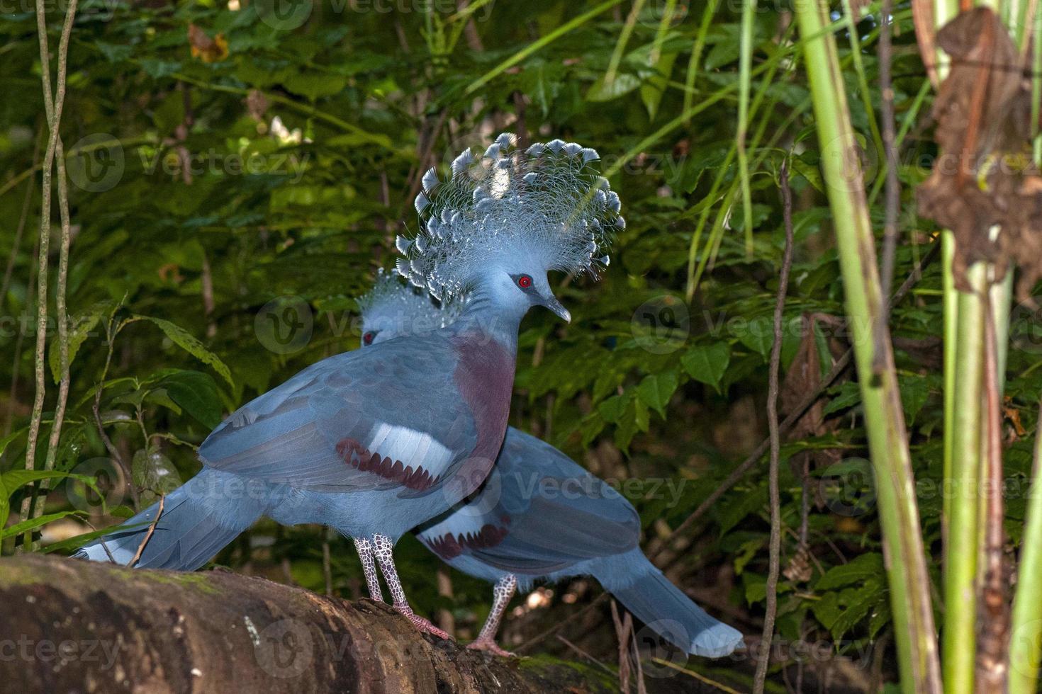 Blue crowned pigeon bird in indonesia photo