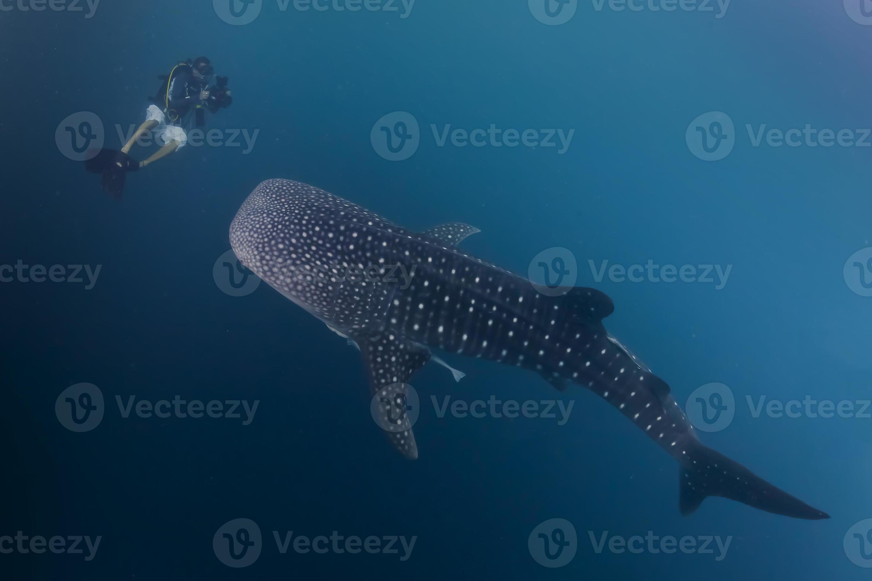 Whale Shark & Human: Surprisingly Similar (And Different!) - bfqf3u5