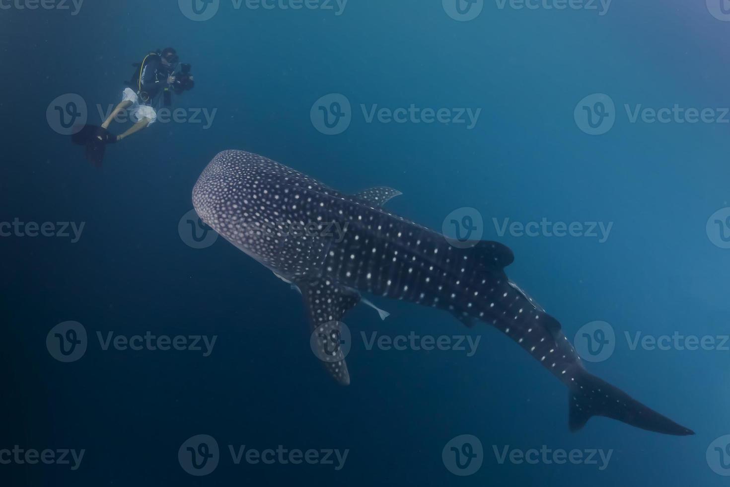 Whale Shark underwater approaching a scuba diver in the deep blue sea similar to attack but inoffensive photo