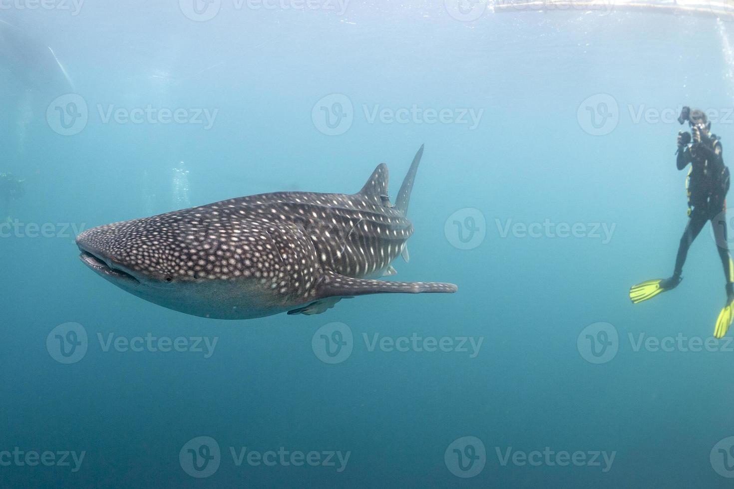 Whale Shark underwater approaching a scuba diver in the deep blue sea similar to attack but inoffensive photo