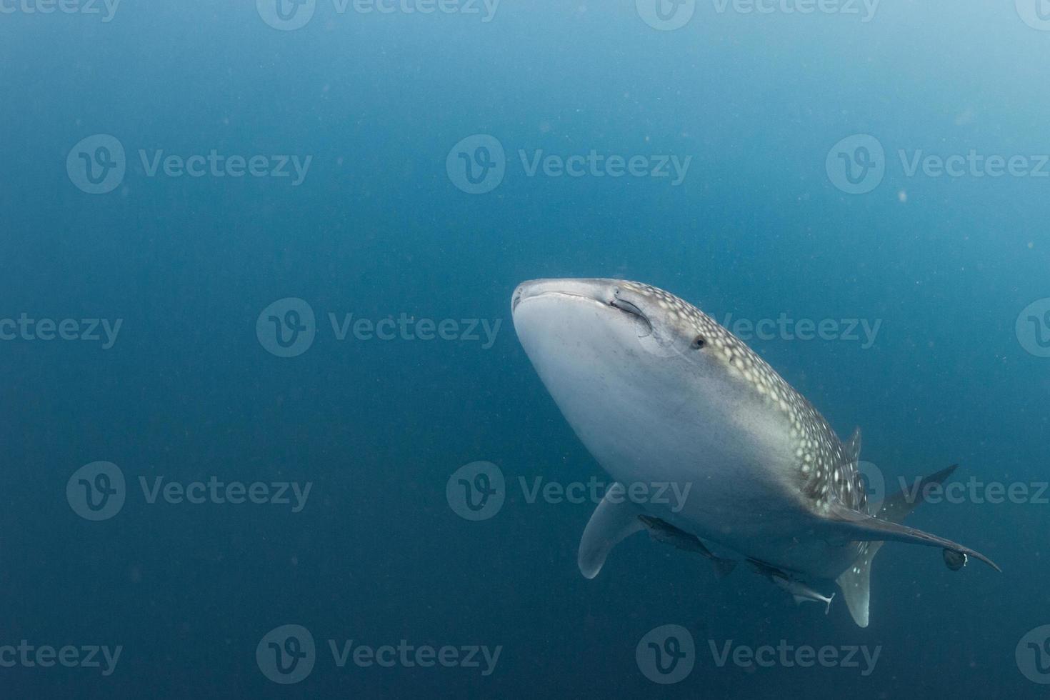 Whale Shark underwater approaching a scuba diver in Indonesia photo