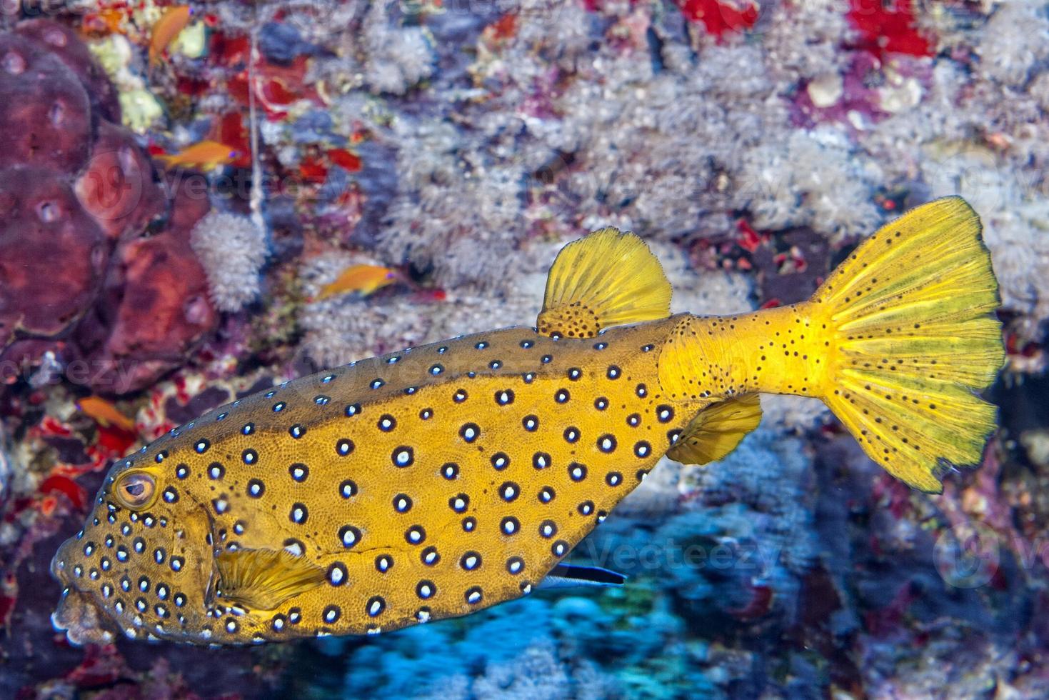 Yellow spotted Box fish underwater portrait 12219497 Stock Photo at