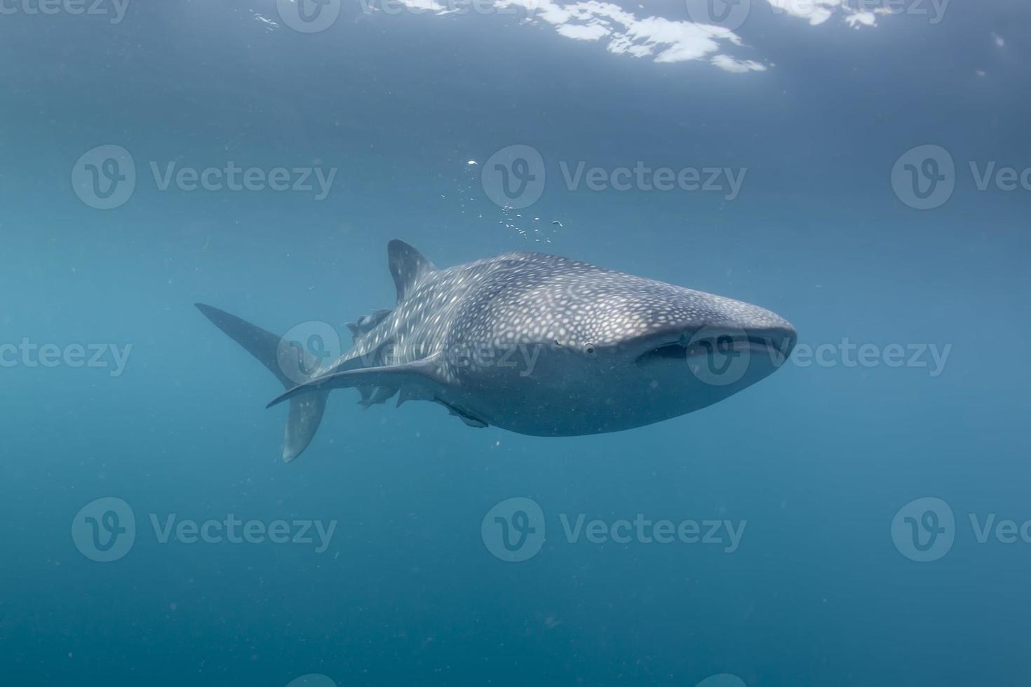 tiburón ballena de cerca retrato submarino foto