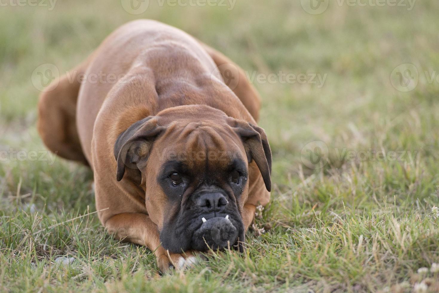 dog boxer young puppy while sitting on green grass photo