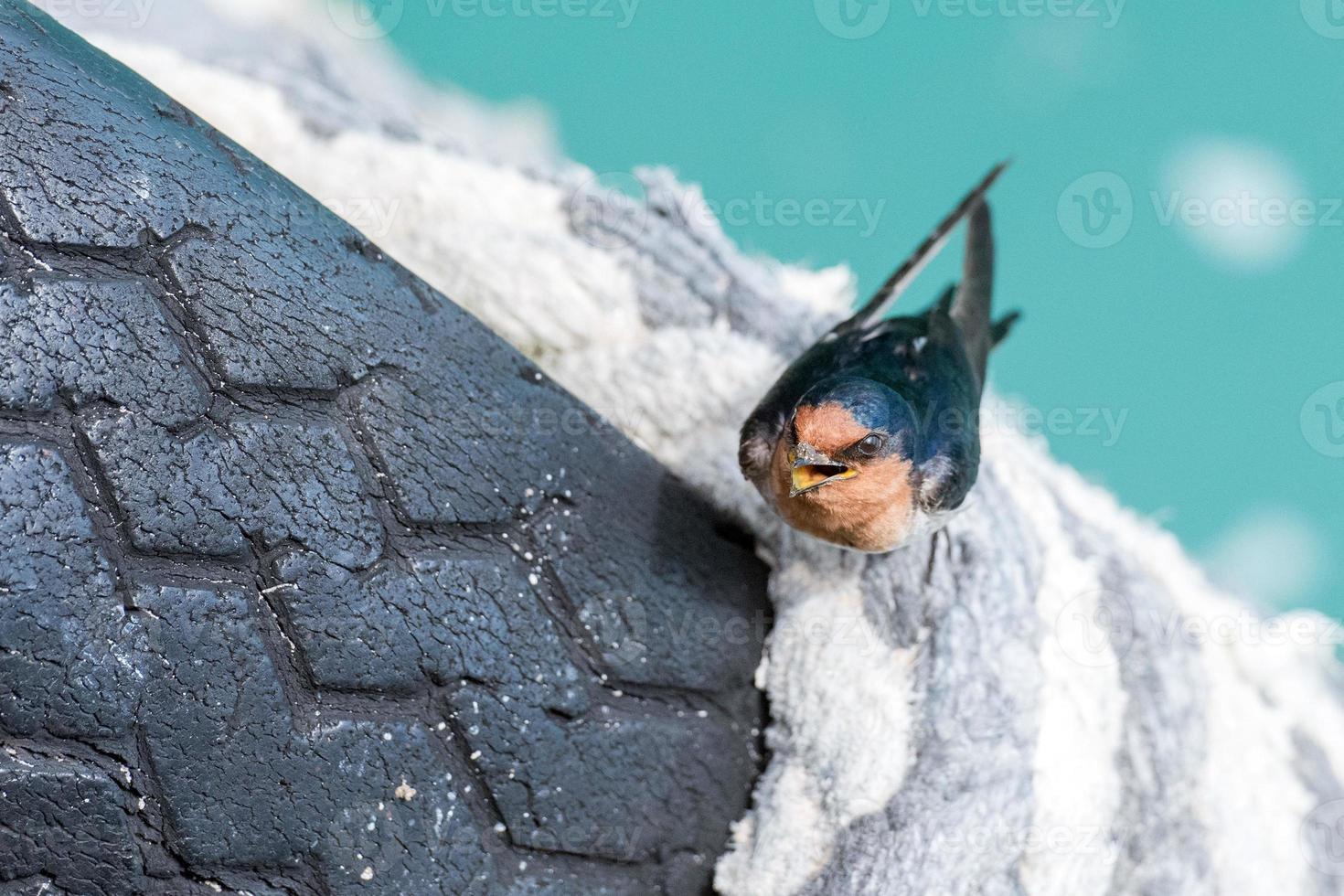 swallow swift on the sea background photo