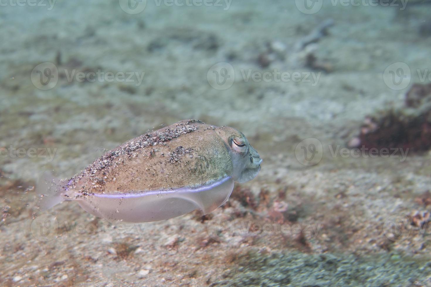 Squid cuttlefish underwater on black lava sand much dive photo