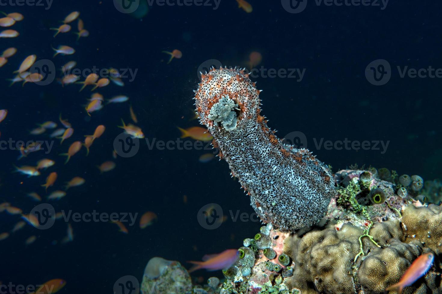 Holoturian sea cucumber photo