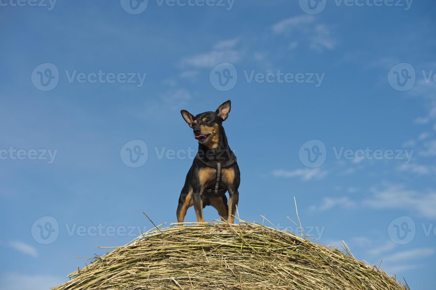 pincher dog playing photo