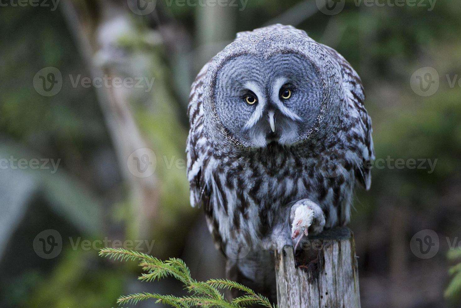 Grey owl portrait while eating a mouse photo