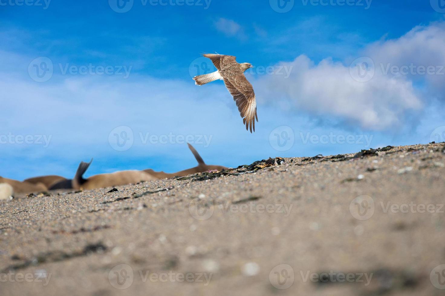 Peregrine falcon flying on th sky photo