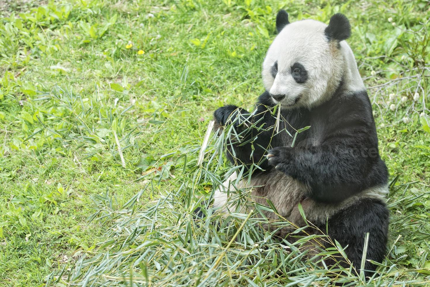 panda gigante mientras come bambú foto