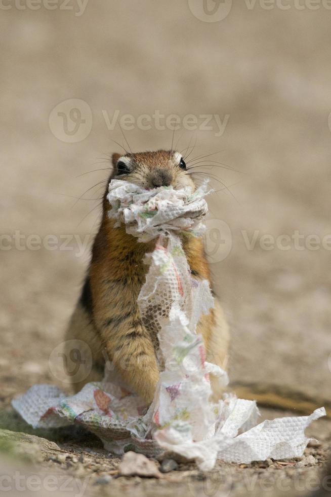 Ground squirrel portrait while eating paper photo