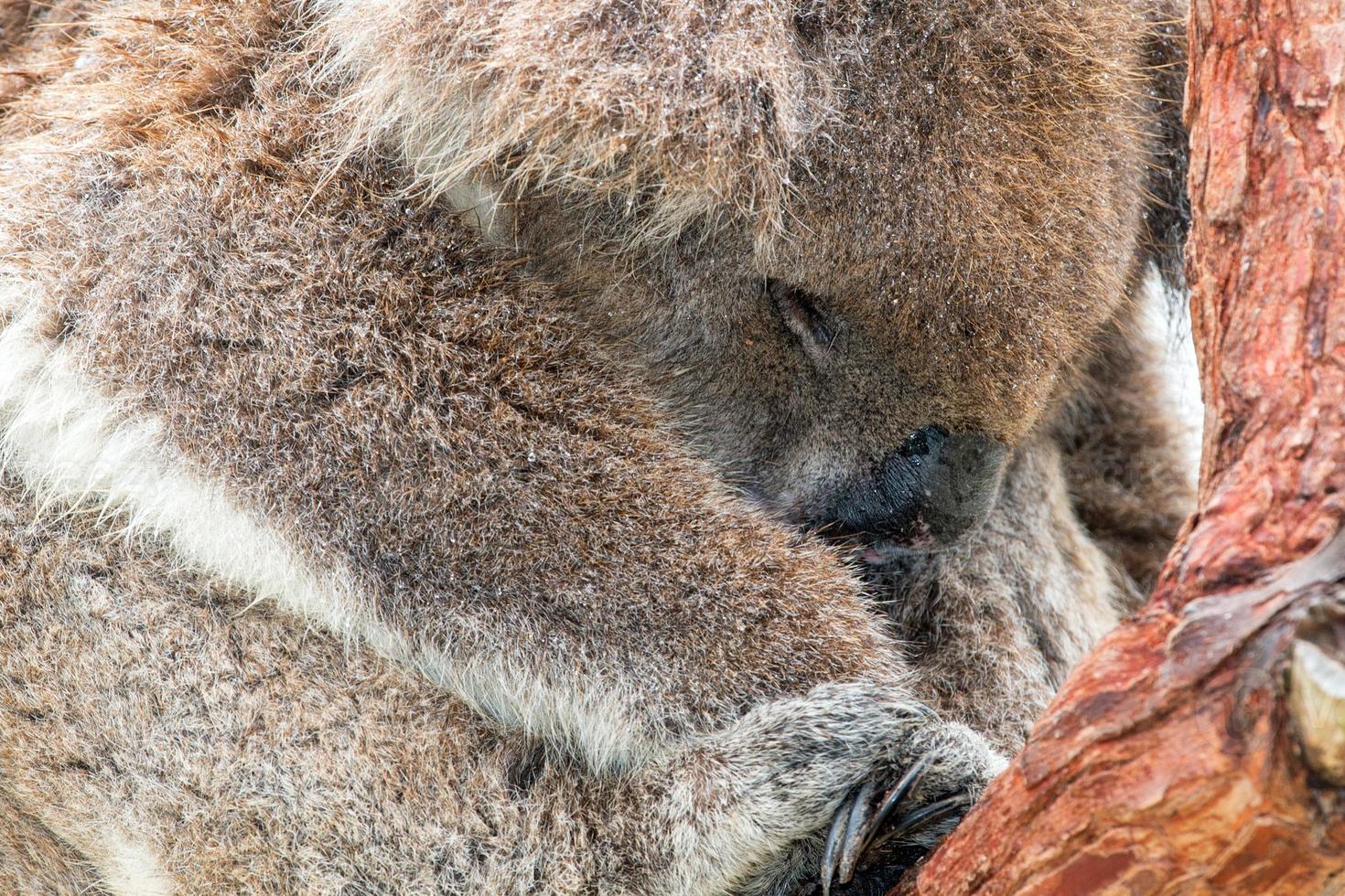 Wild koala sleeping on a tree photo