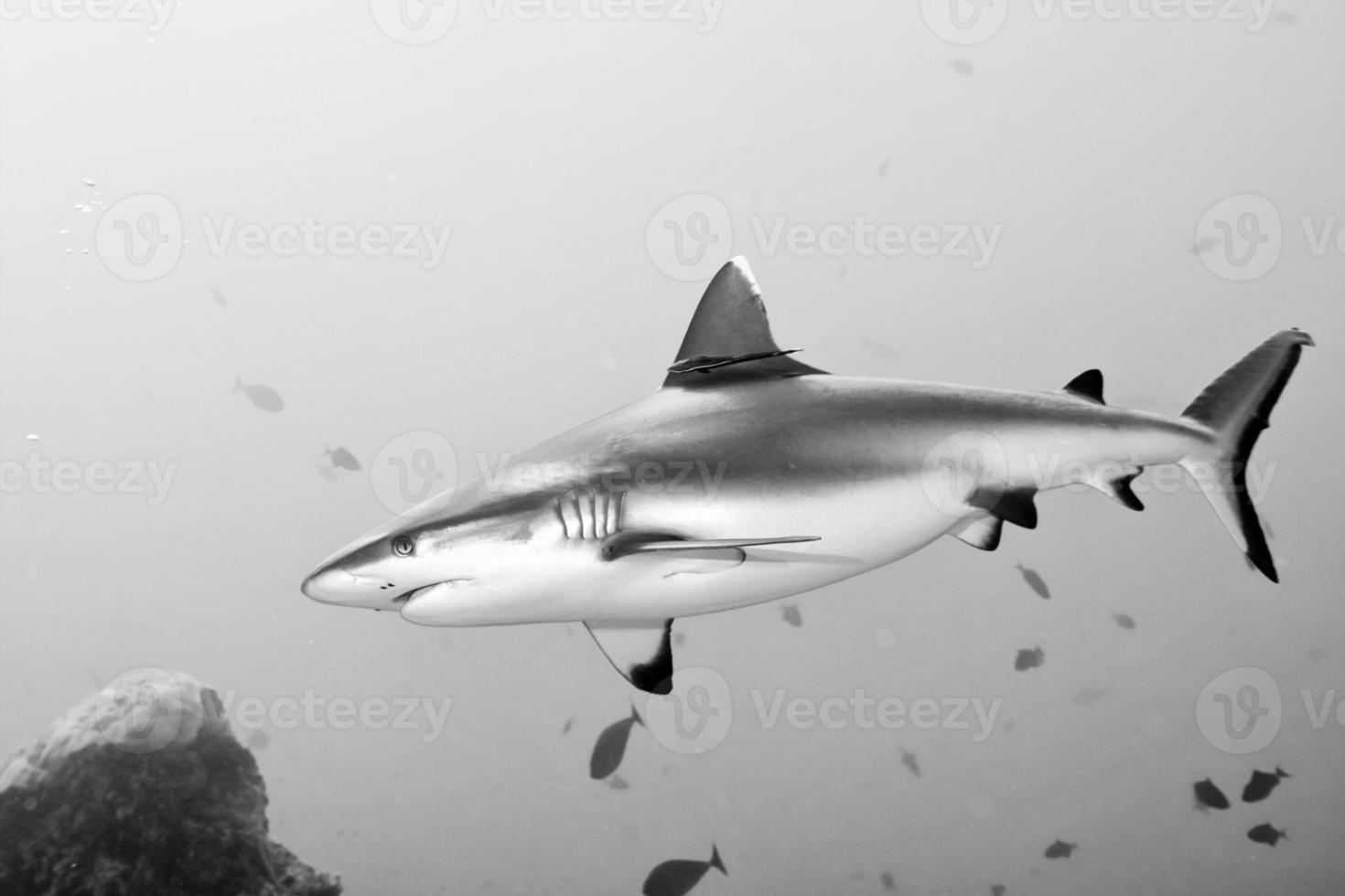Grey Shark jaws ready to attack photo