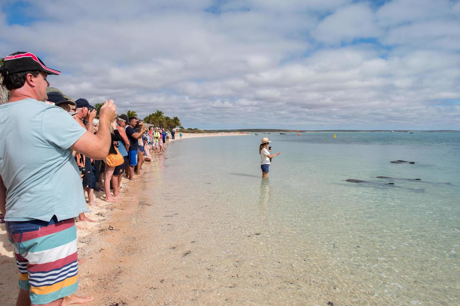 MONKEY MIA, AUSTRALIA - AUGUST, 28, 2015- dolphins near the shore get in touch with humans photo