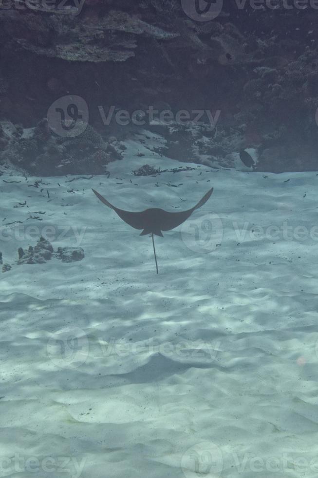 eagle ray manta while diving in Maldives photo