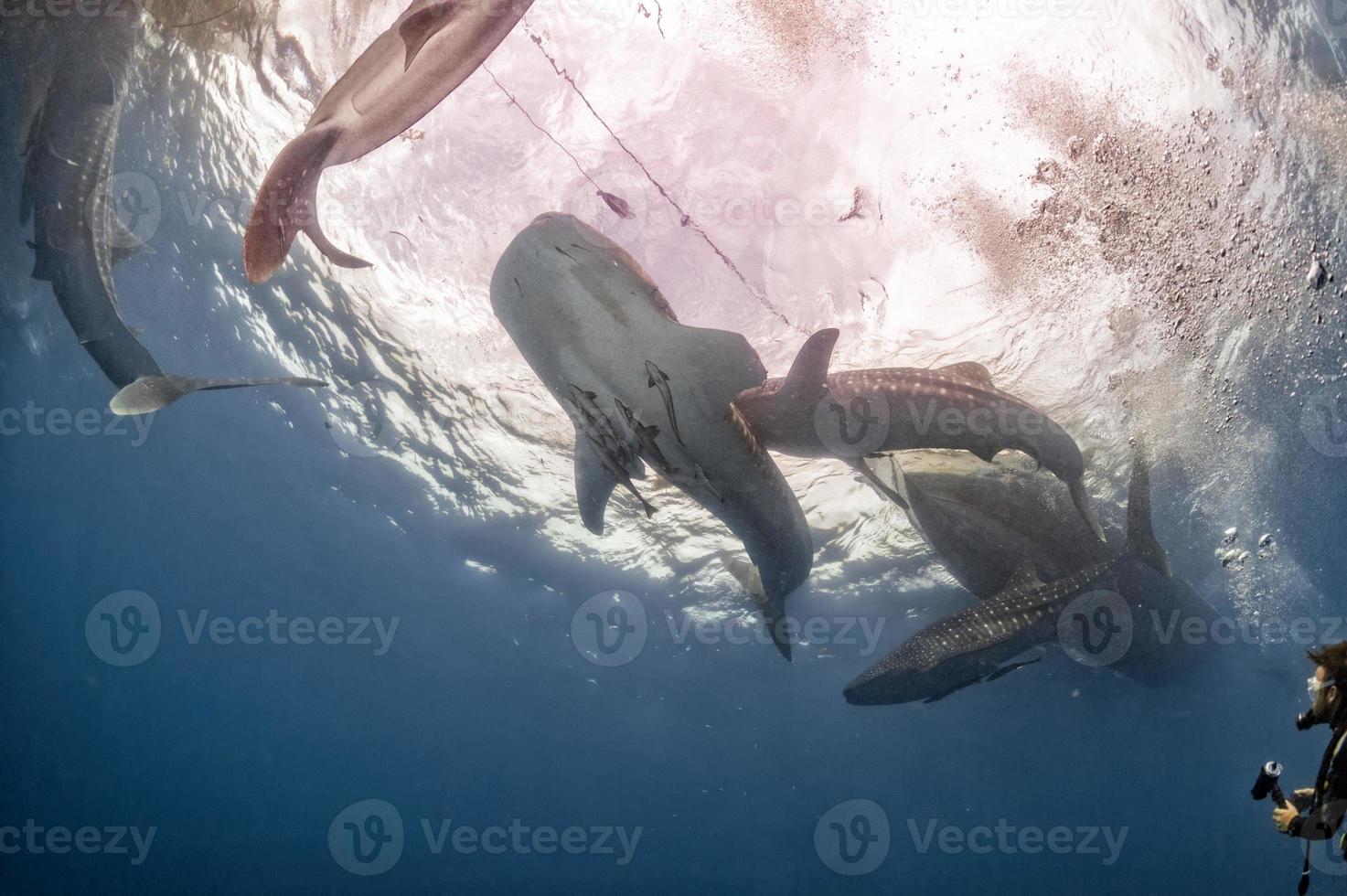 Whale Shark under fishermen platform in Papua photo