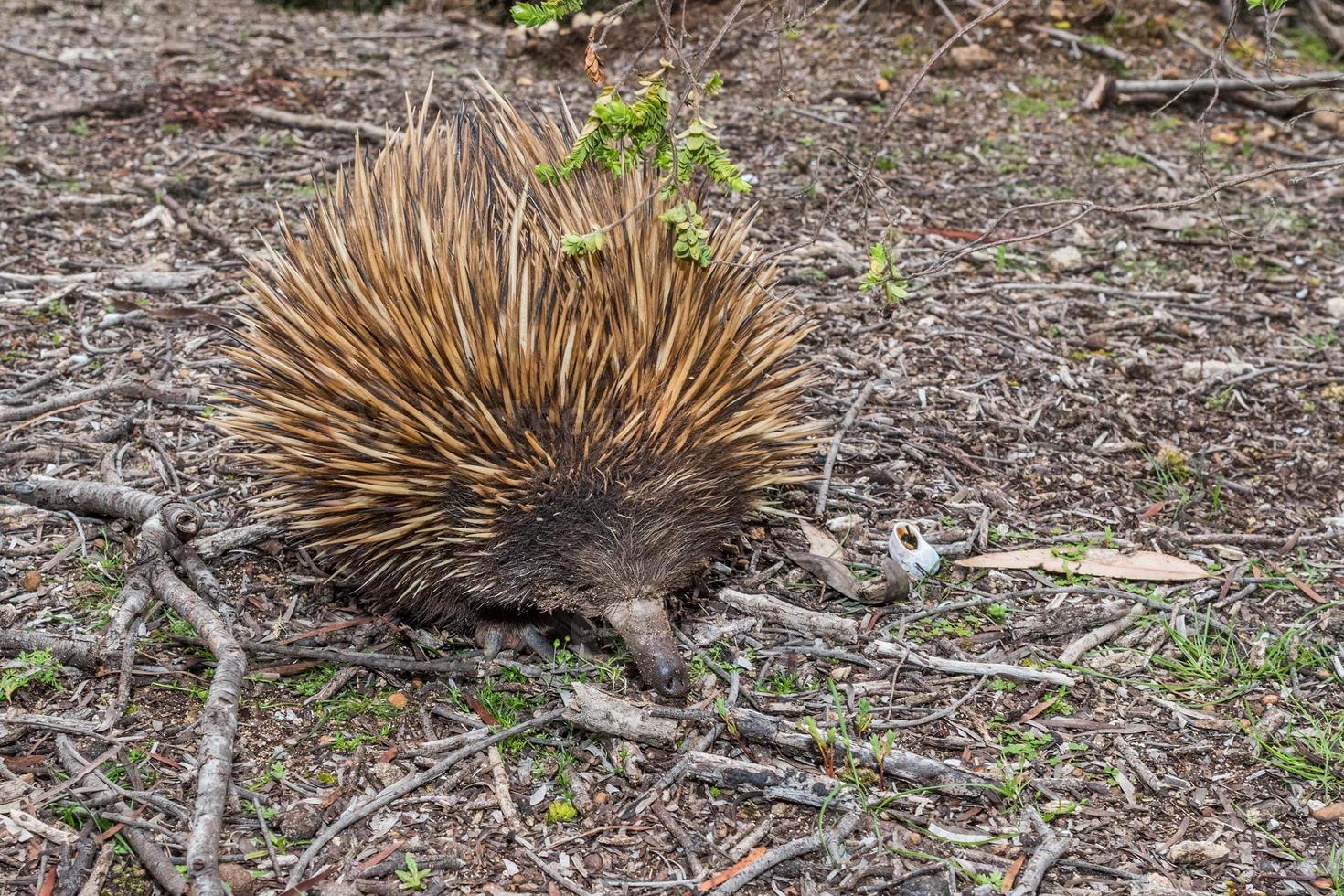 equidna animal endémico australiano foto