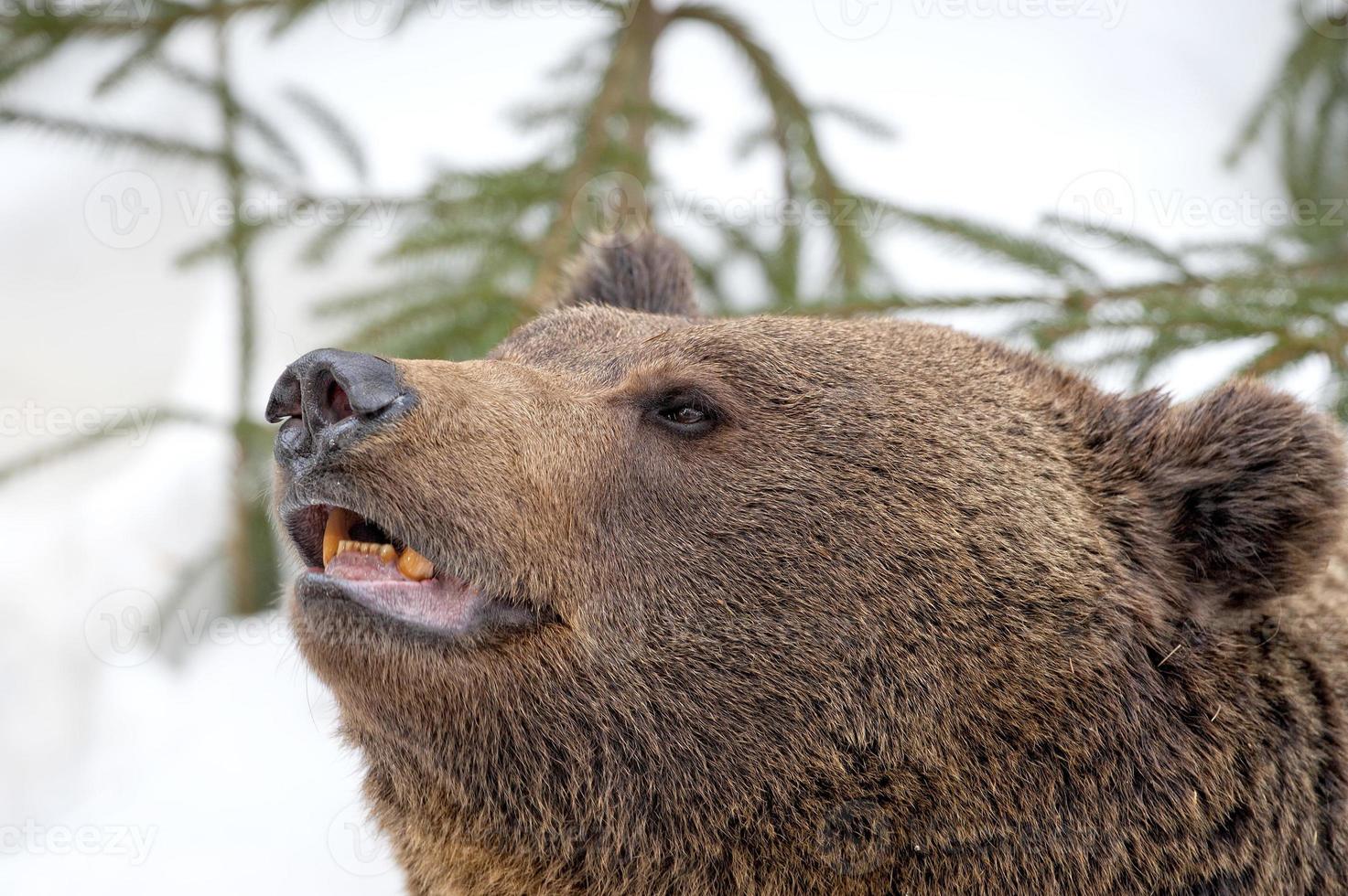 bear brown grizzly portrait in the snow photo