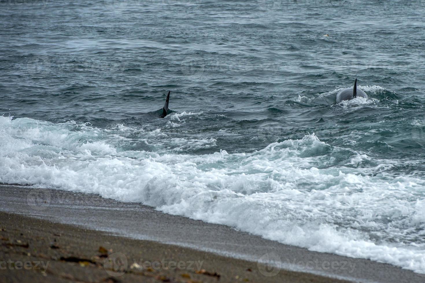 Orca killer whale attack a seal sea lion on the beach 12220129 Stock