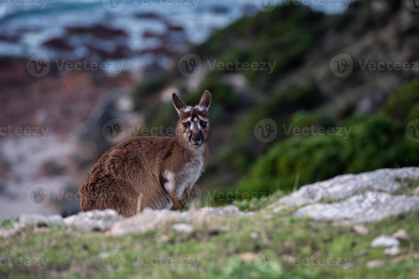 Kangaroo portrait while looking at you photo