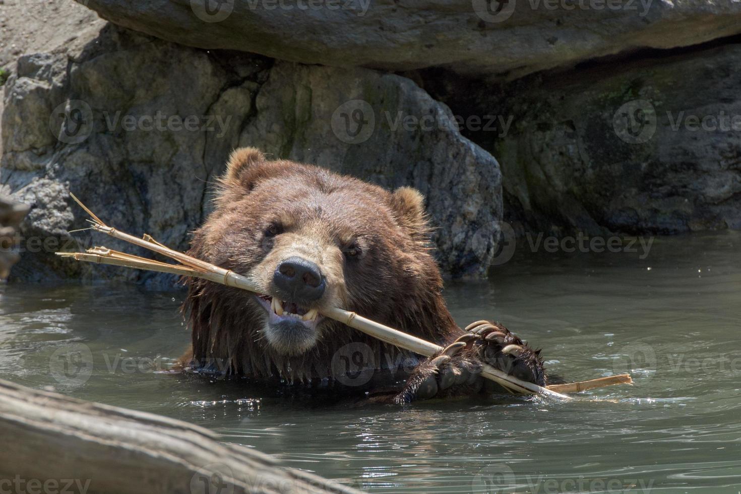 oso grizzly pardo jugando en el agua foto