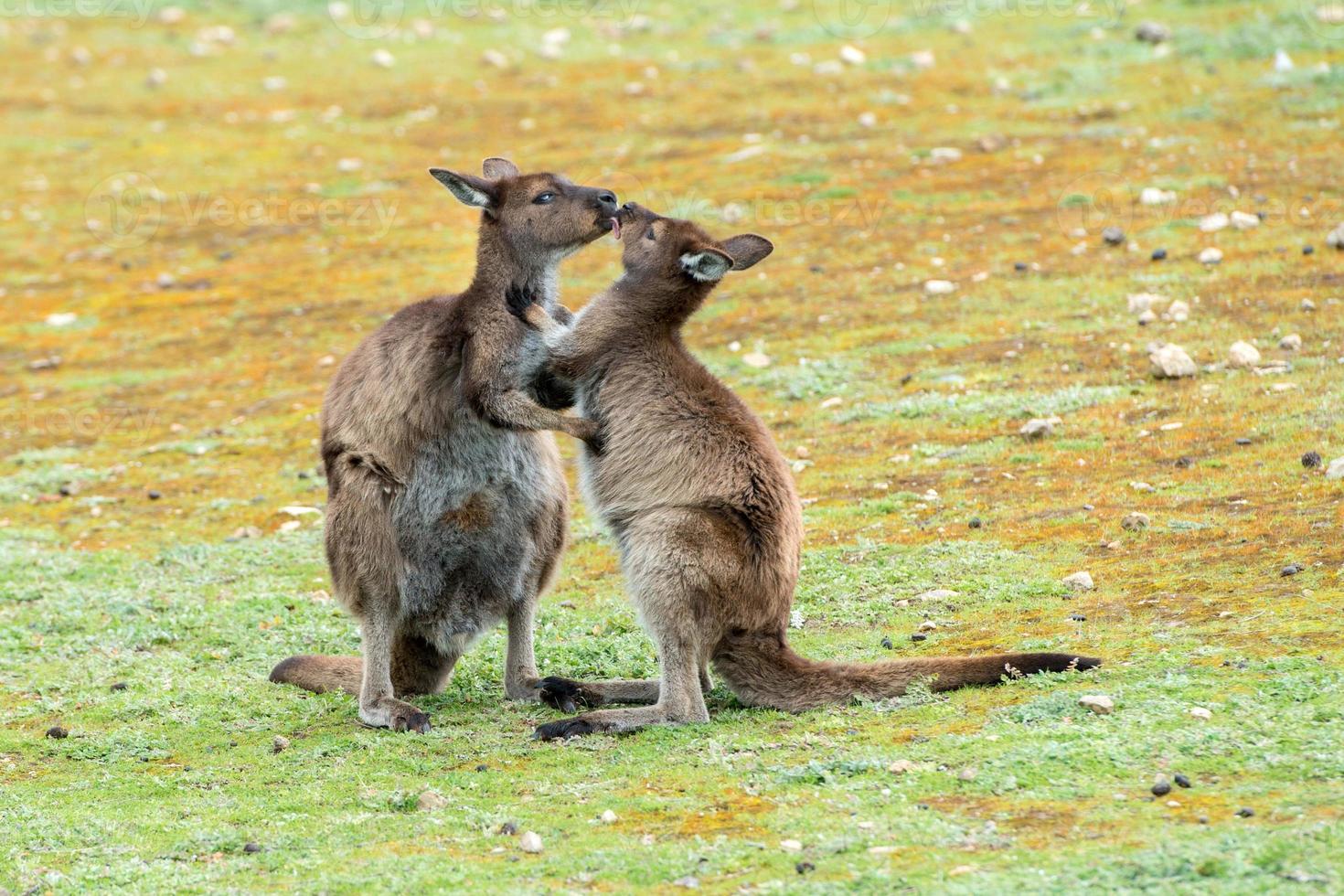 Kangaroos mother and son portrait photo