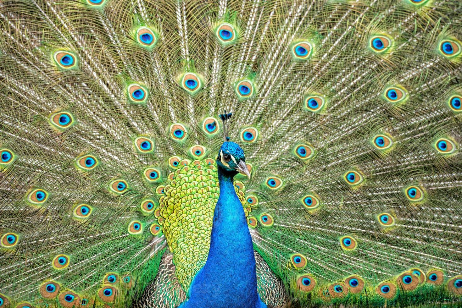 peacock bird wonderful feather open wheel portrait photo